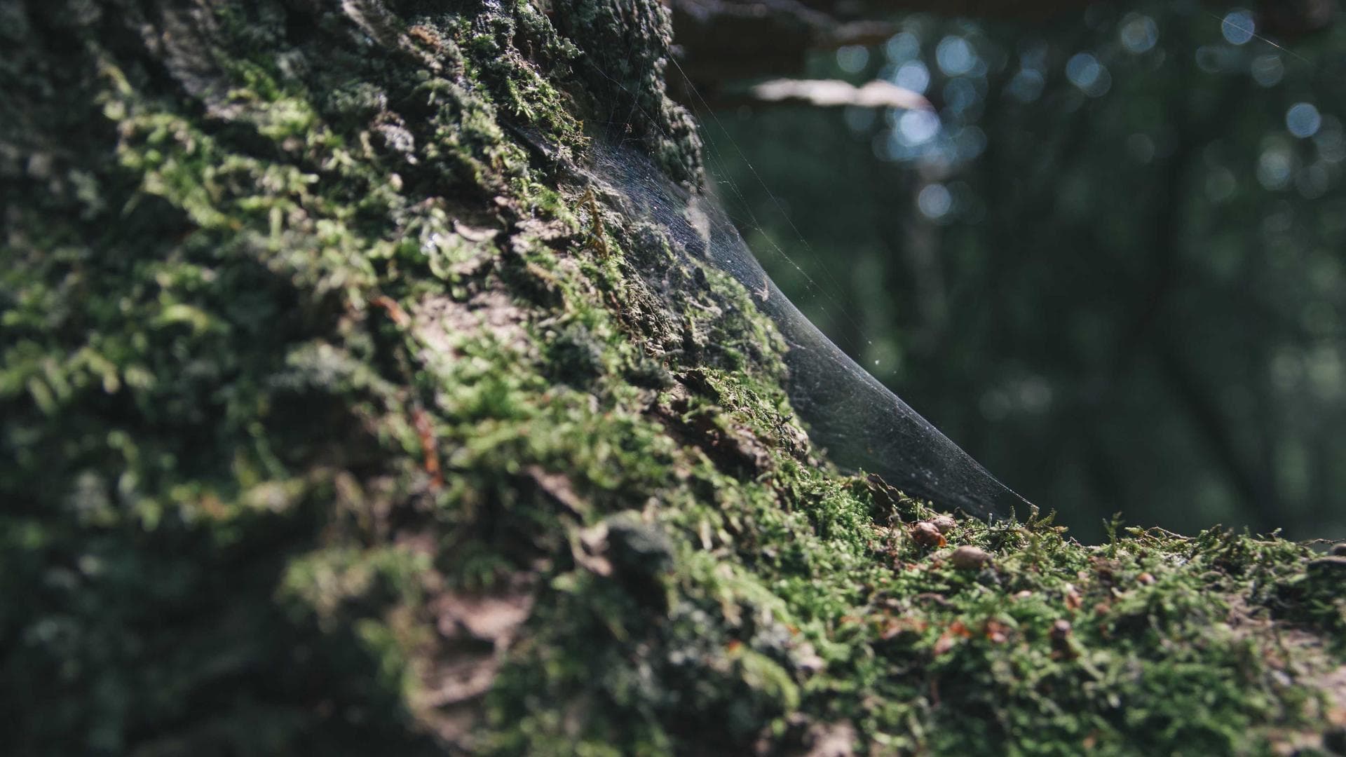 Wedding photography hero